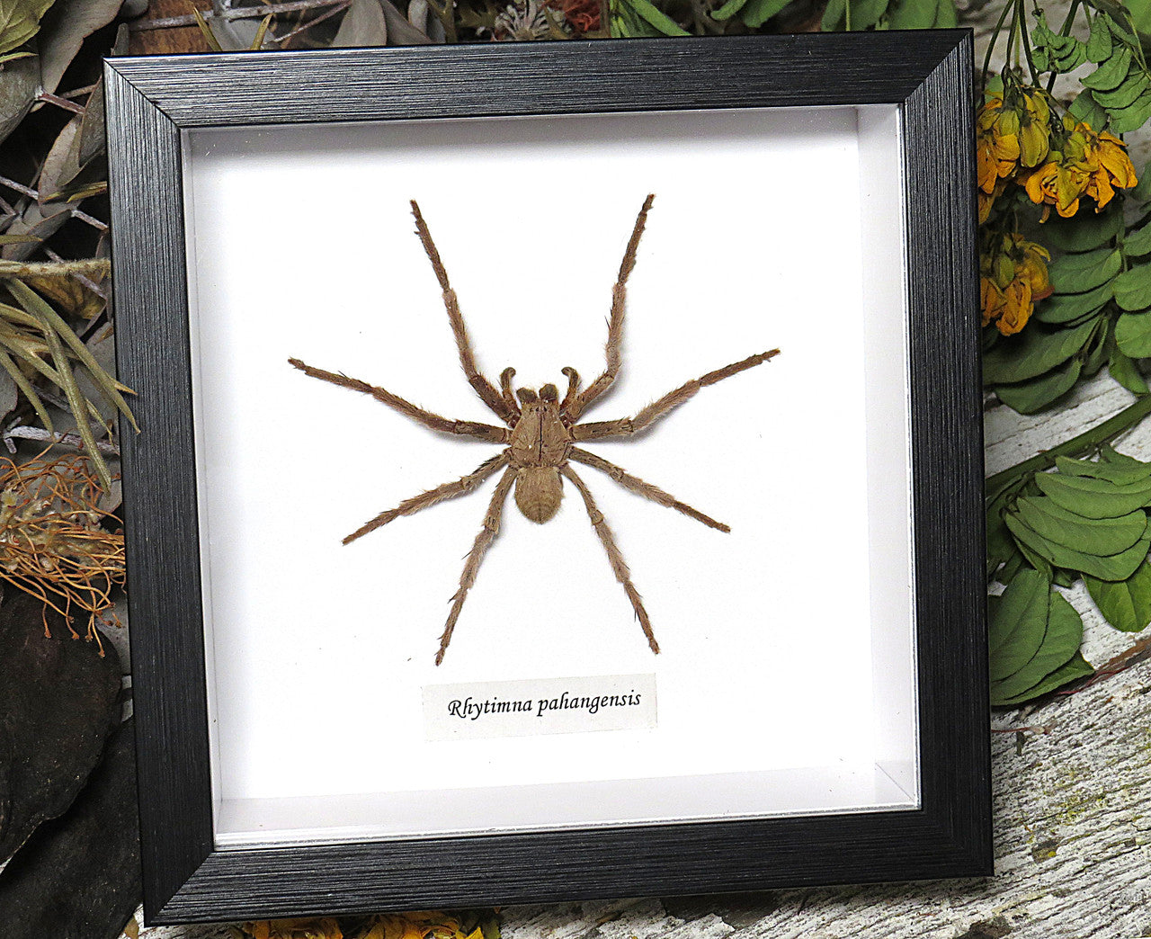 Rhytimna pahangensis