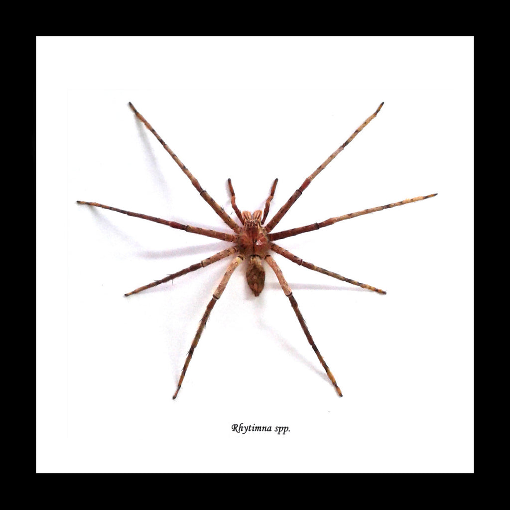 Rhytimna spp. huntsman spider