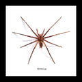 Rhytimna spp. huntsman spider