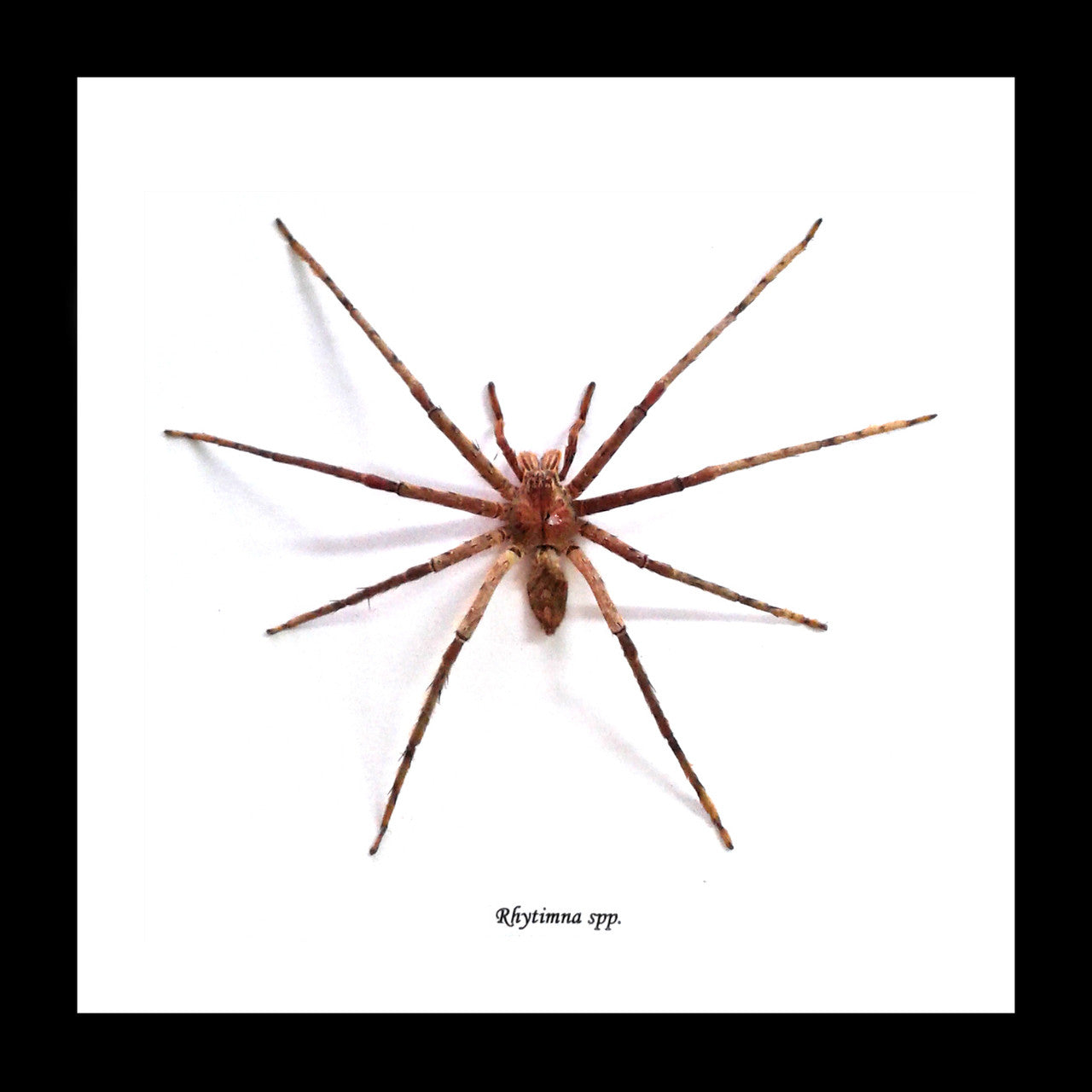 Rhytimna spp. huntsman spider