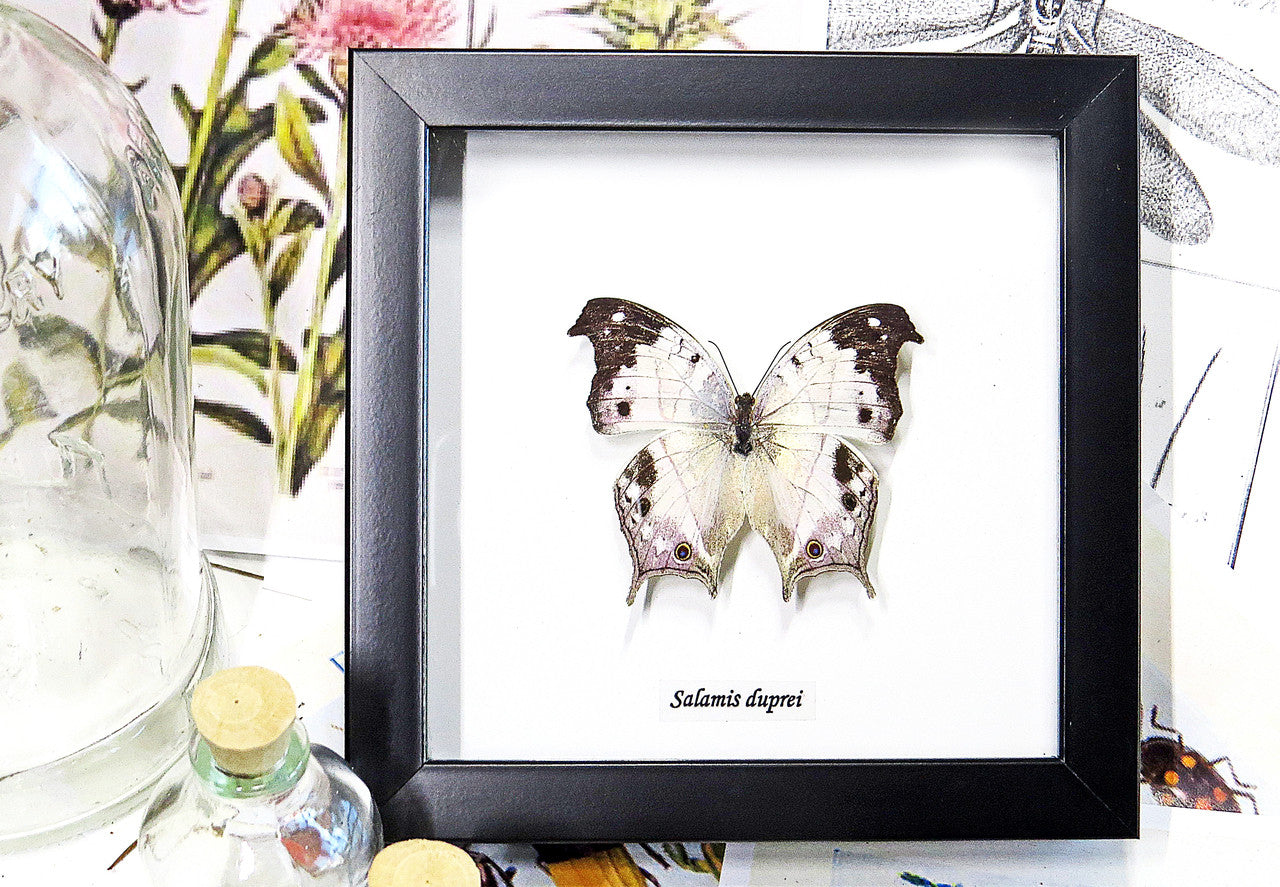 Butterfly specimen in frame Bits & Bugs