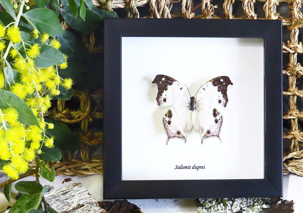 Butterfly specimen in frame Bits & Bugs