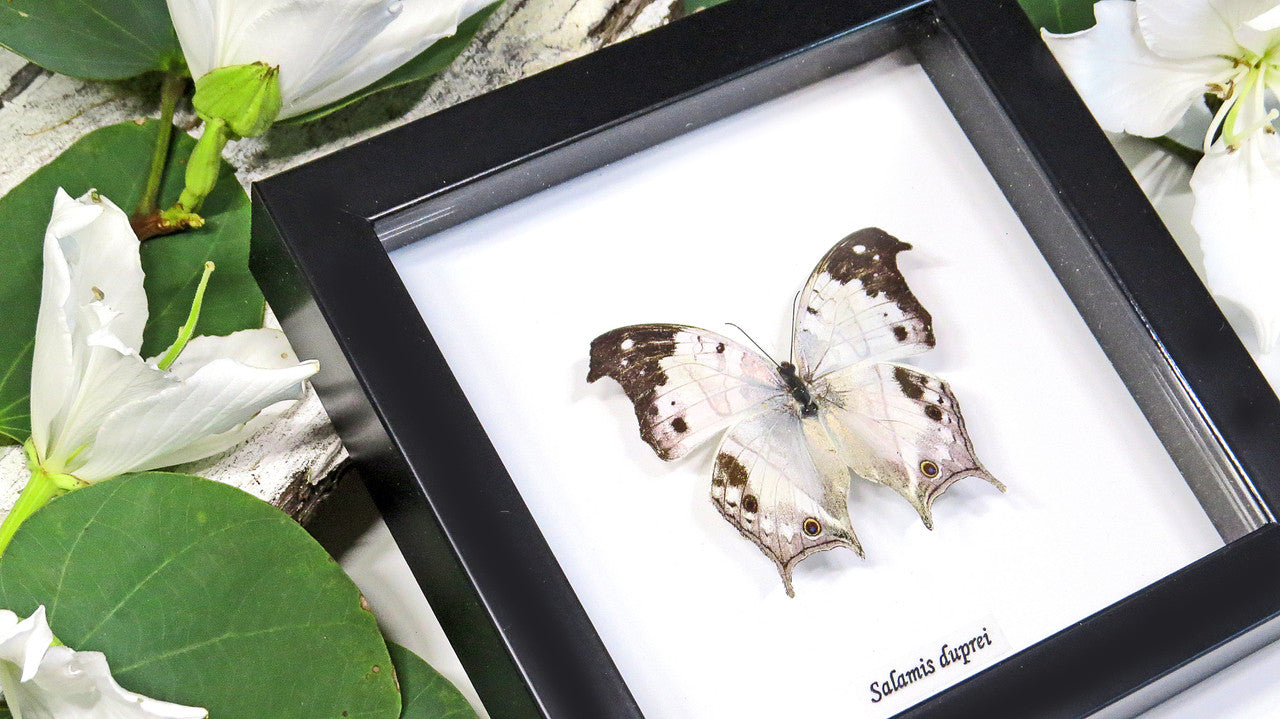 Butterfly specimen in frame Bits & Bugs