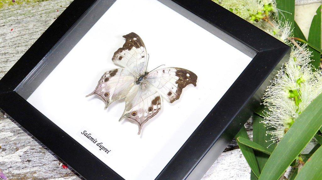 Butterfly specimen in frame Bits & Bugs