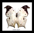 Butterfly specimen in frame Bits & Bugs