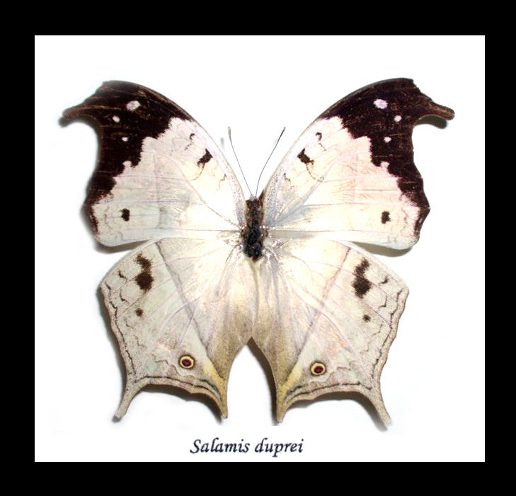 Butterfly specimen in frame Bits & Bugs
