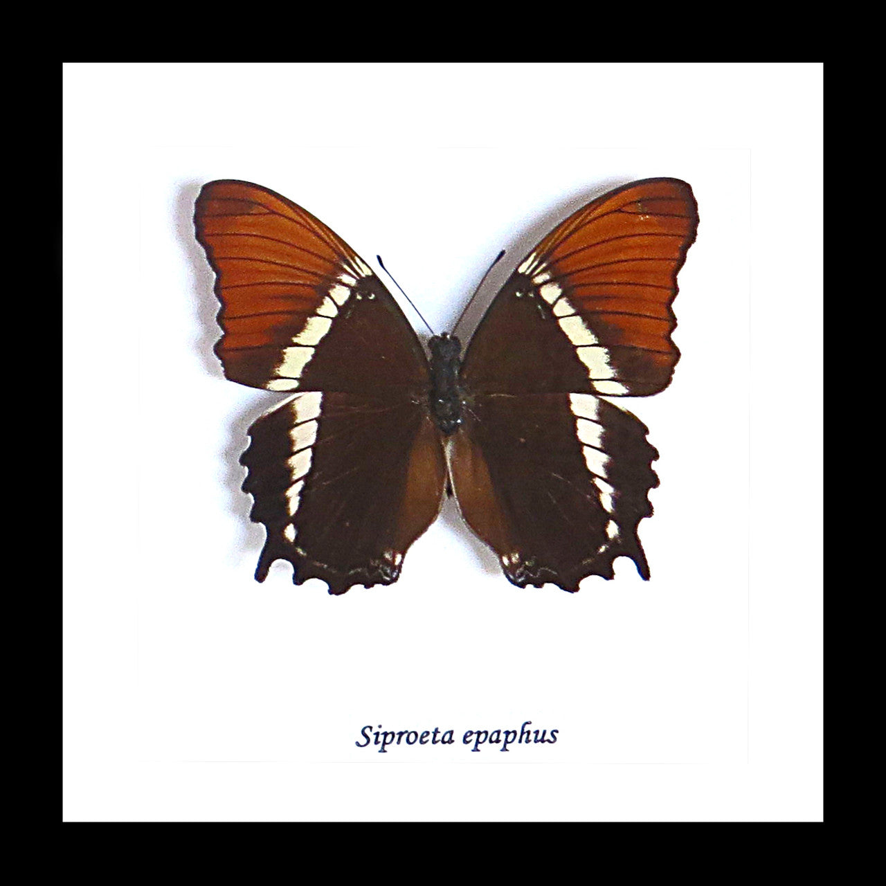Bits & Bugs  Siproeta epaphus