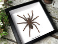 Selenocosmia javanensis