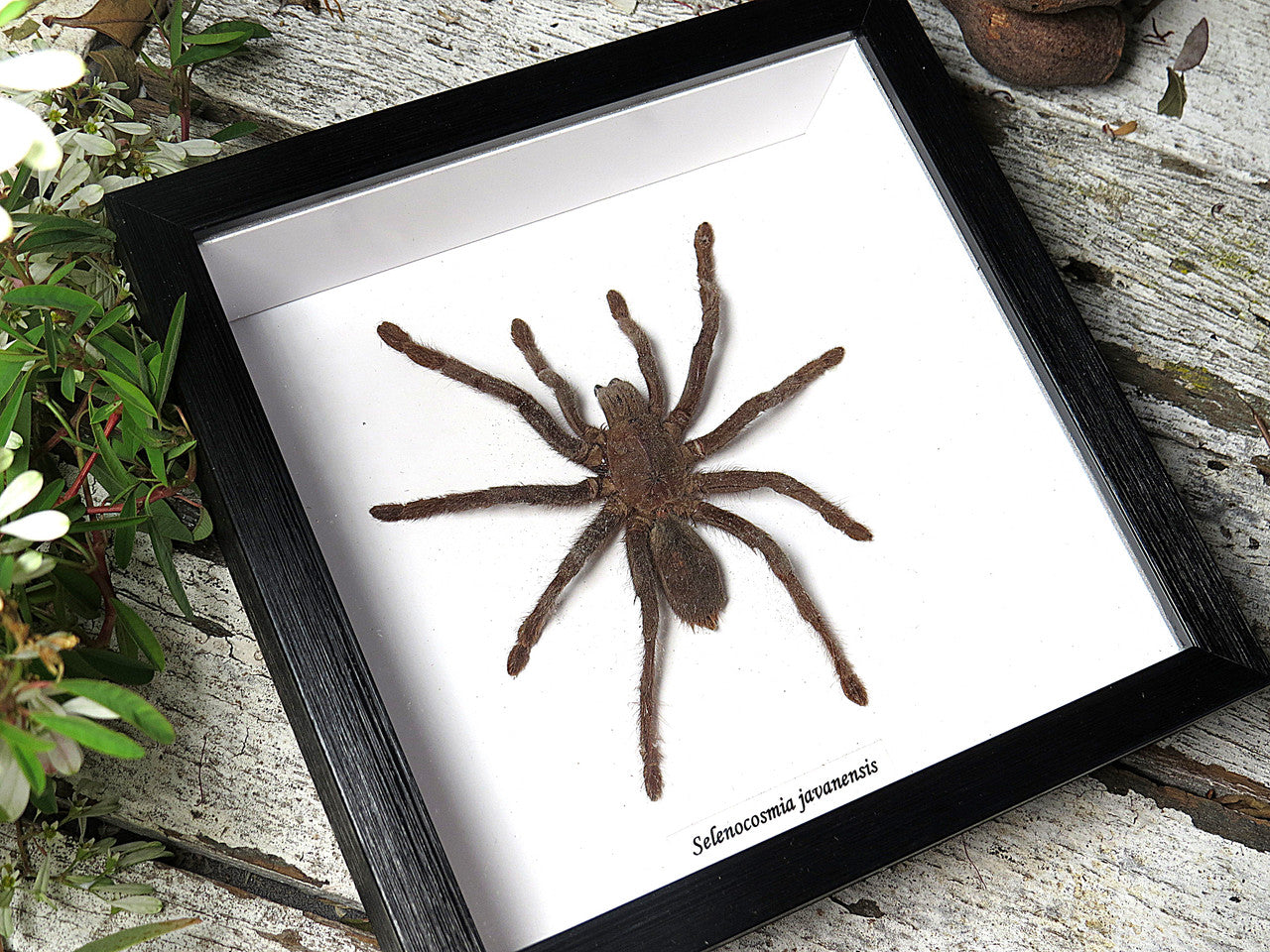Selenocosmia javanensis