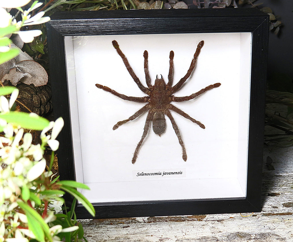 Selenocosmia javanensis