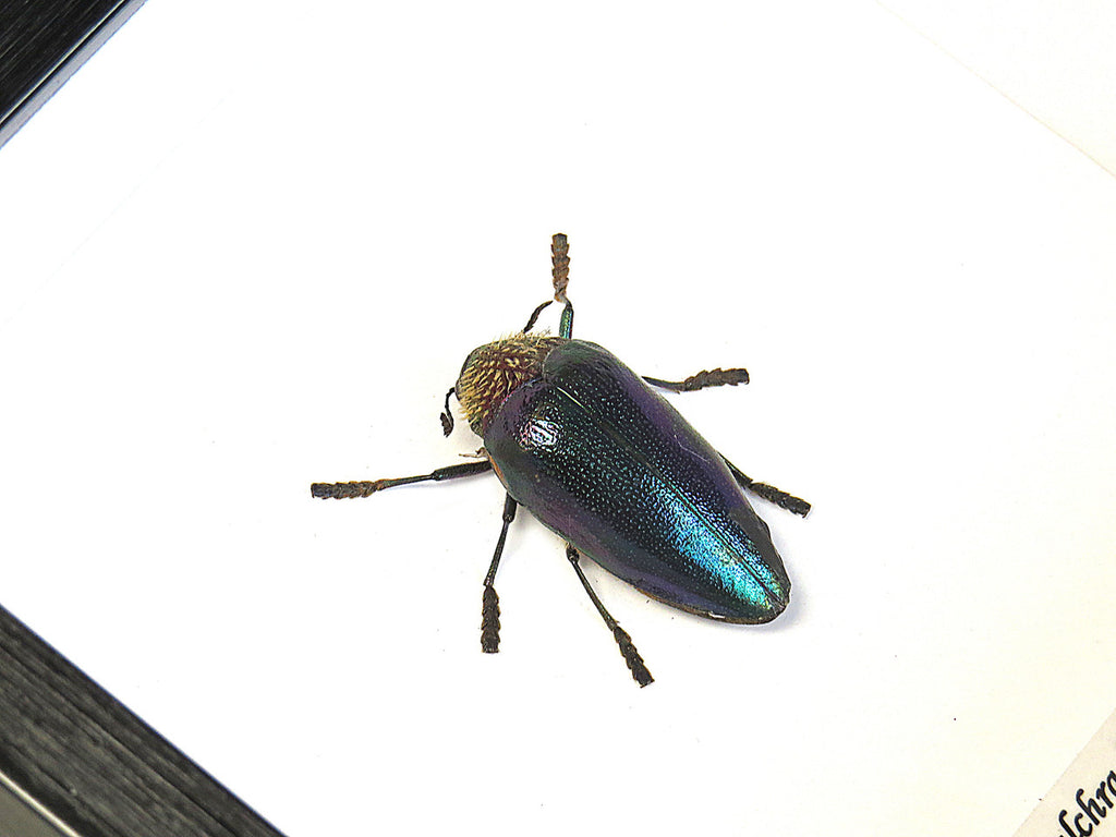 Sternocera pulchra fischeri