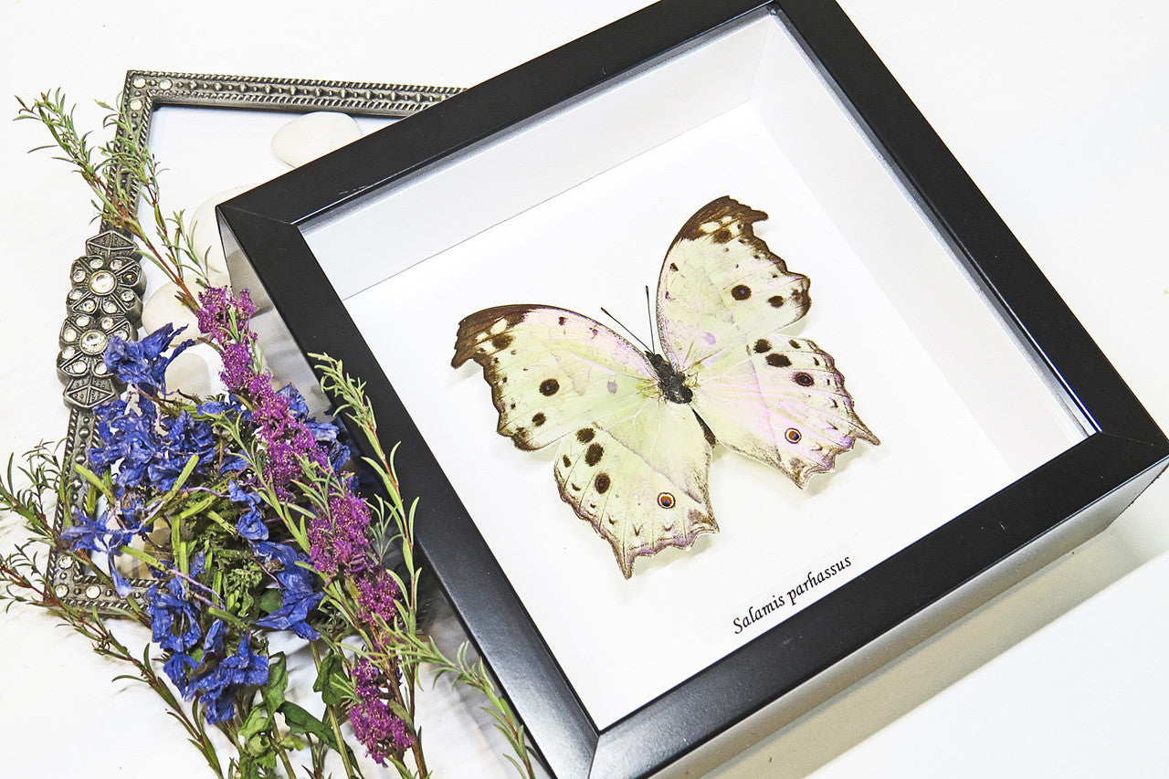 butterfly for sale Australia Salamis parhassus Bits & Bugs
