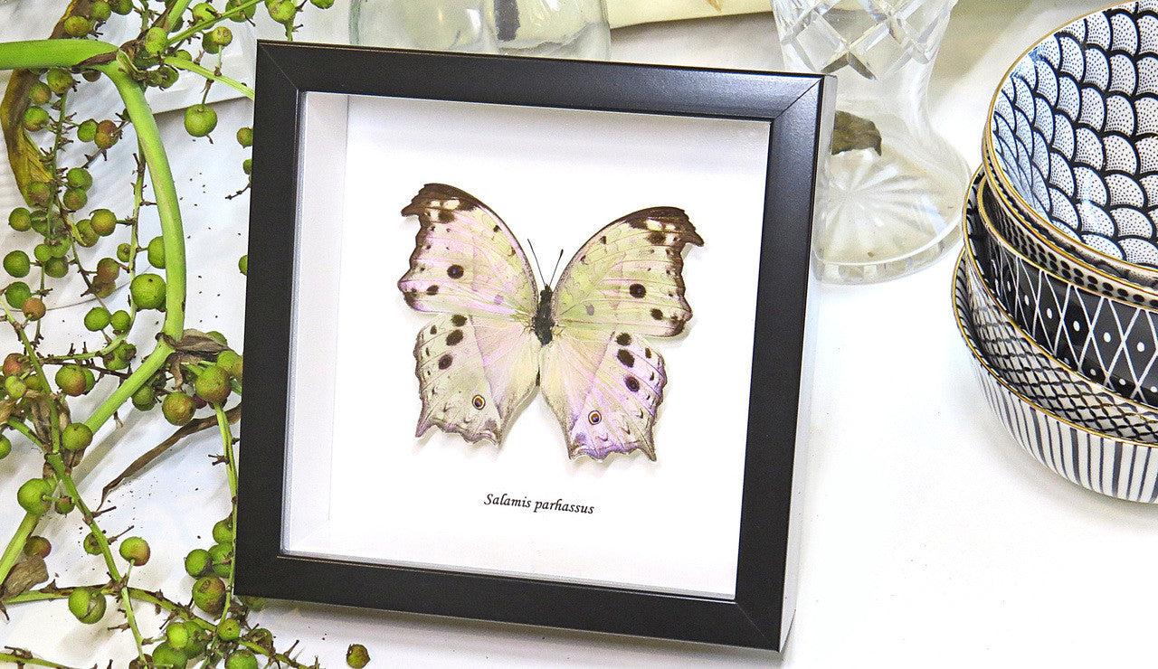butterfly for sale Australia Salamis parhassus Bits & Bugs