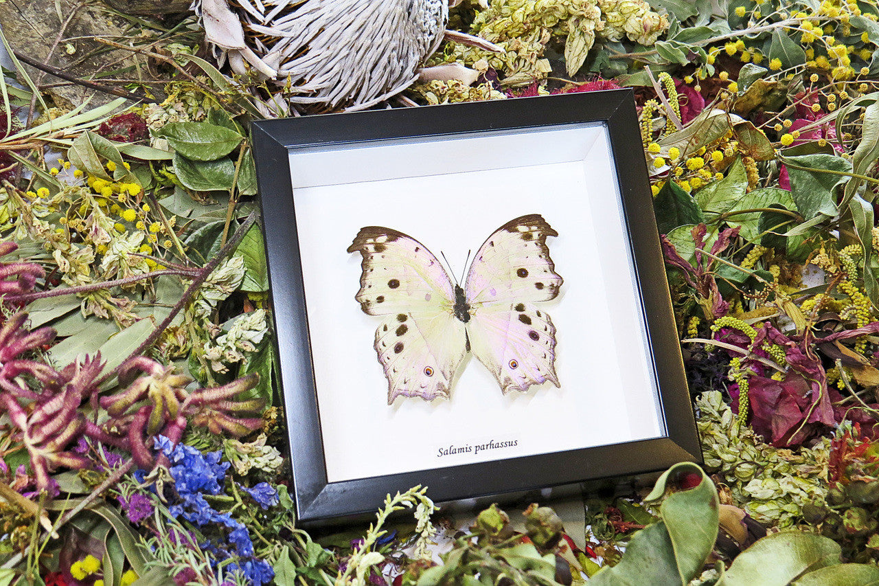 butterfly for sale Australia Salamis parhassus Bits & Bugs