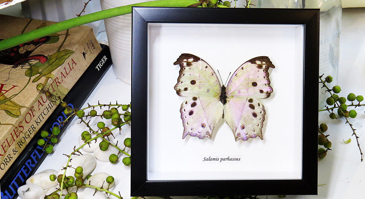 butterfly for sale Australia Salamis parhassus Bits & Bugs