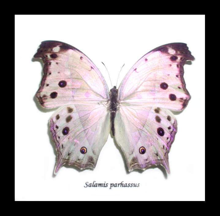 butterfly for sale Australia Salamis parhassus Bits & Bugs