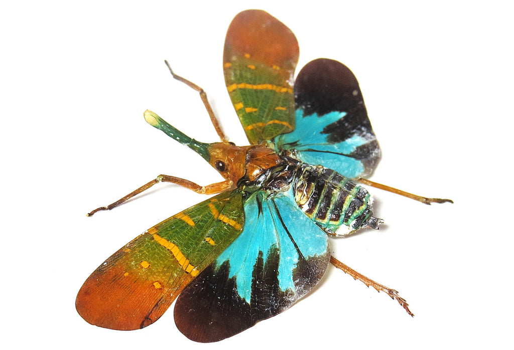 Saiva transversolineata 