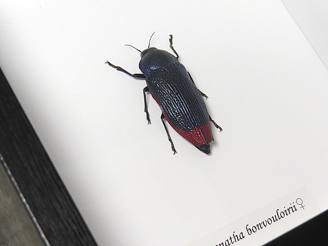 Temognatha bonvouloirii