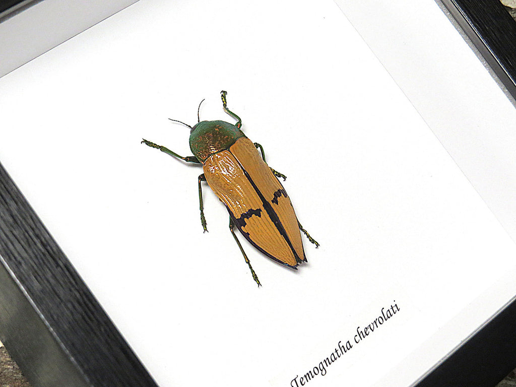 Temognatha chevrolati