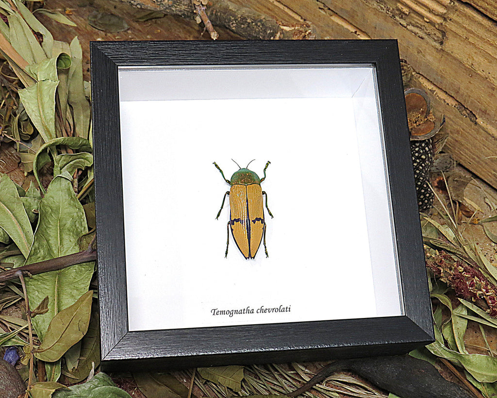 Temognatha chevrolati