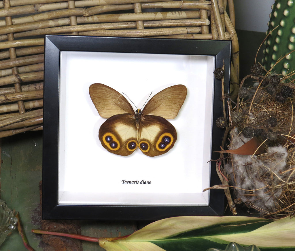owl spot butterfly Taenaris diane