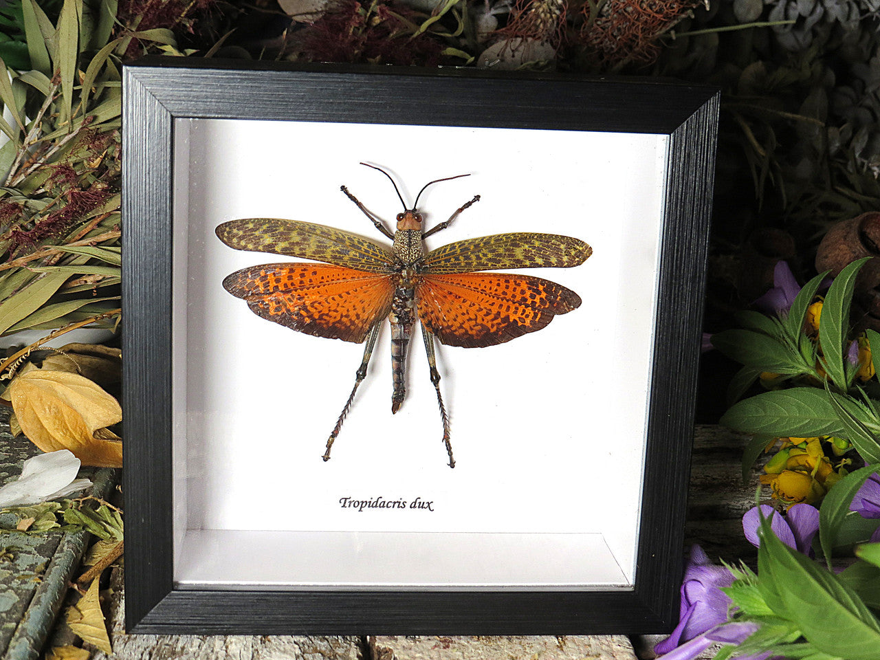 Tropidacris dux
