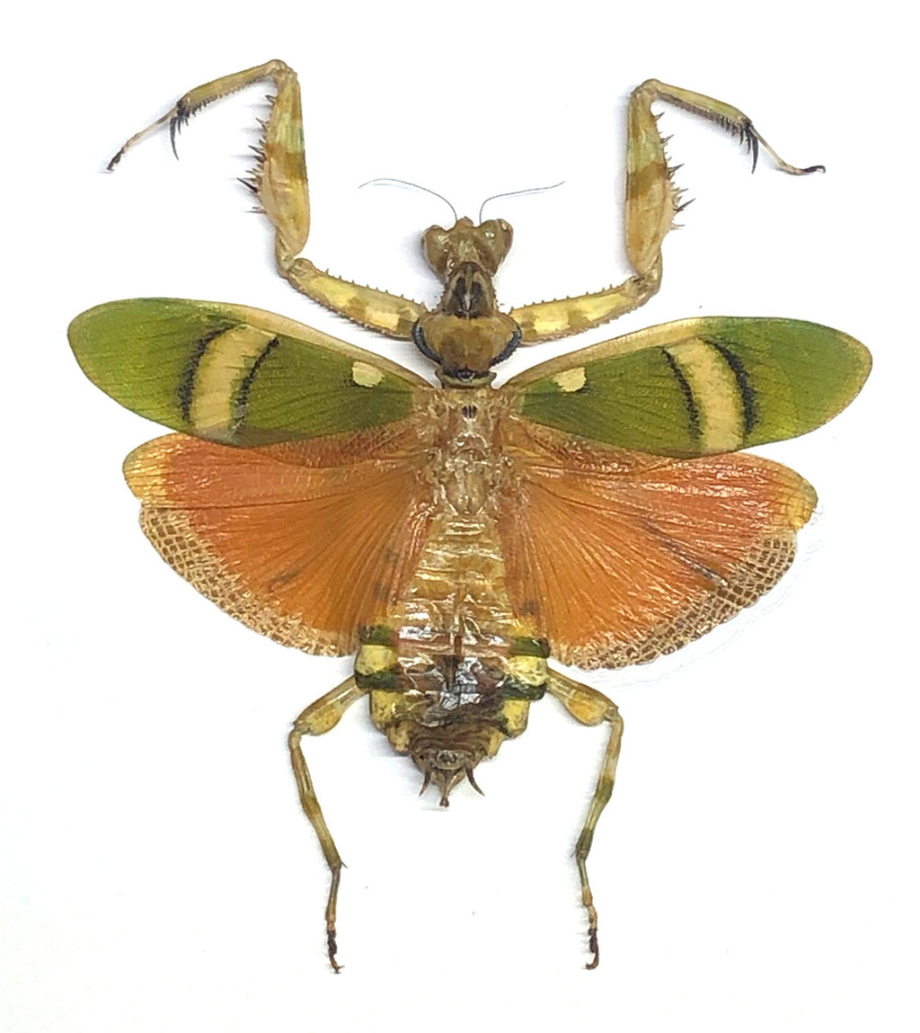 Theopropus elegans 