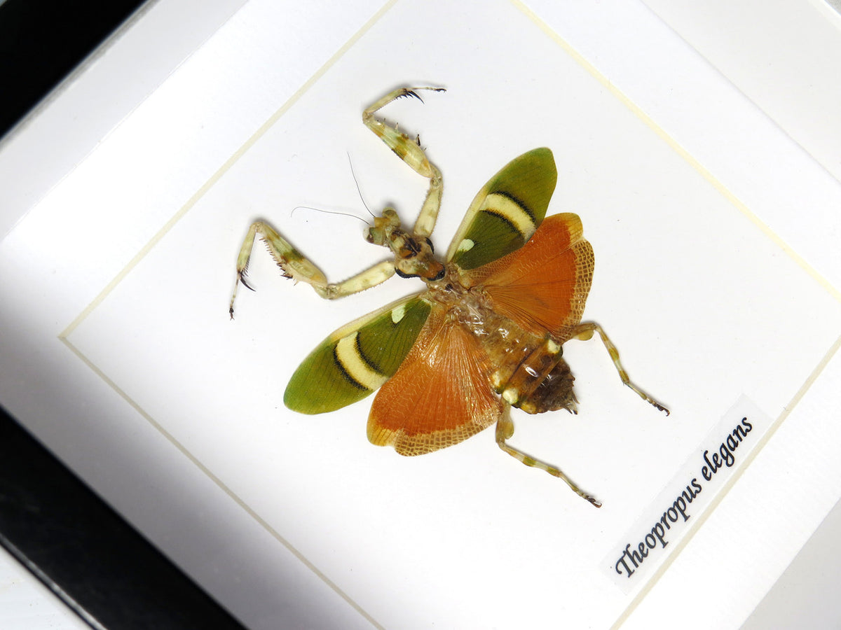 Theopropus elegans 