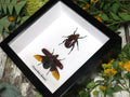Torynorrhina flammea
