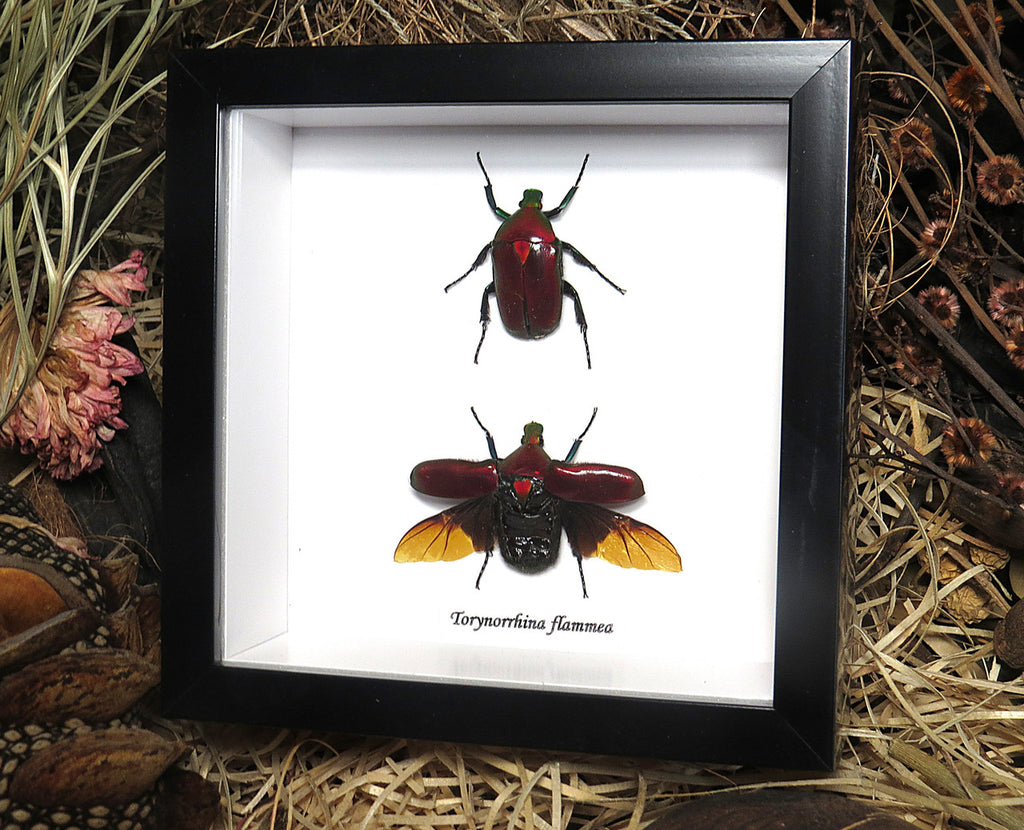 Torynorrhina flammea