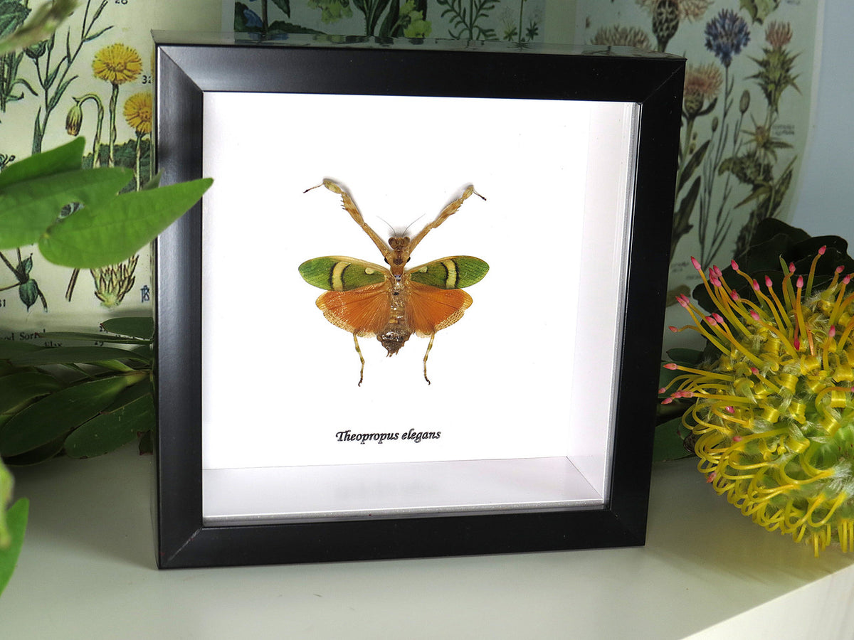 Theopropus elegans