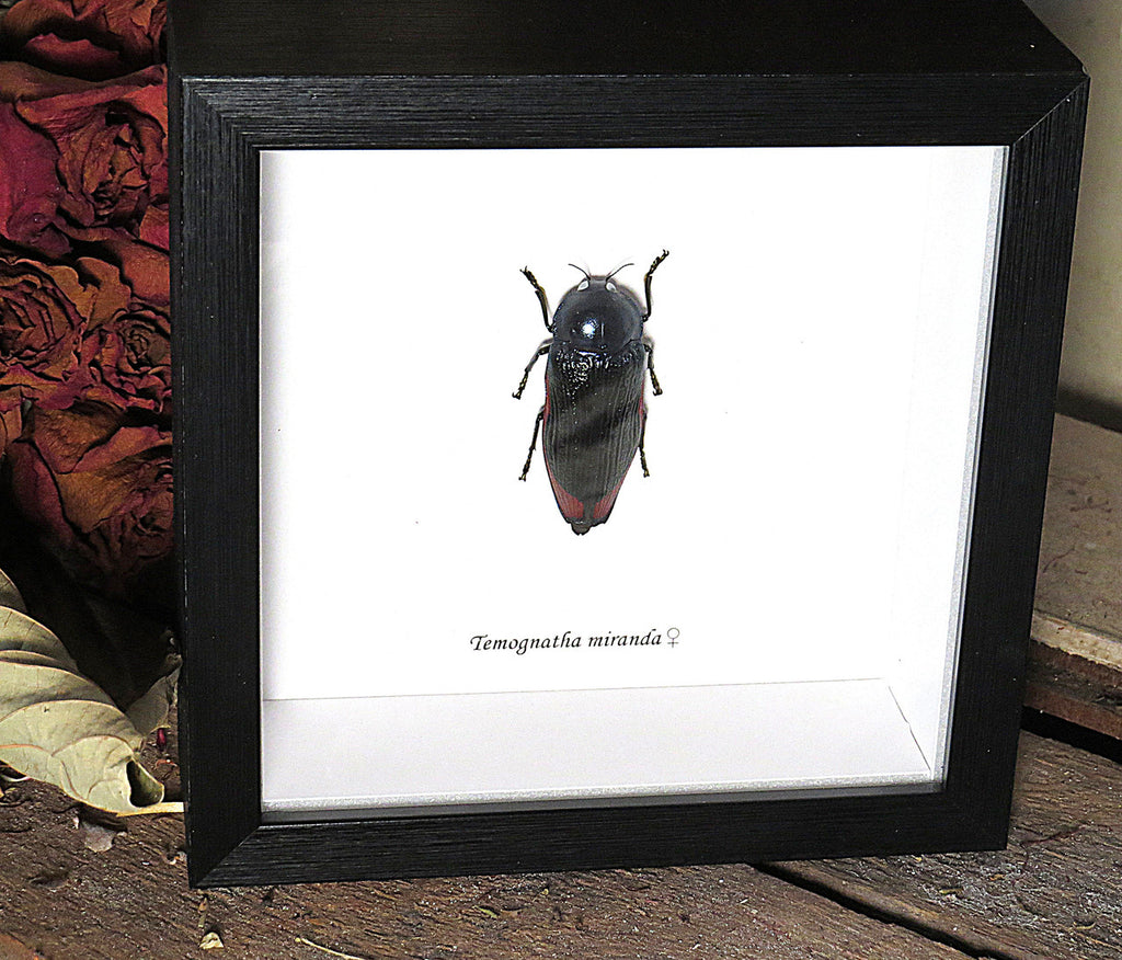 Temognatha miranda