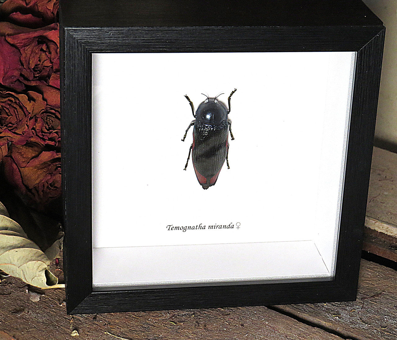 Temognatha miranda