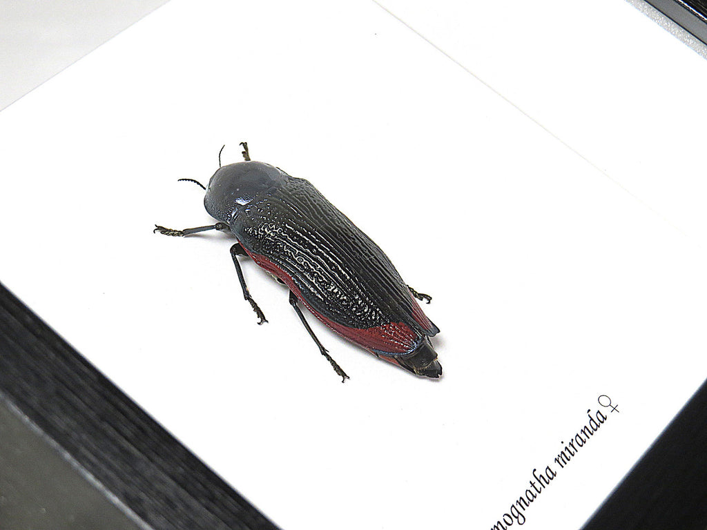 Temognatha miranda