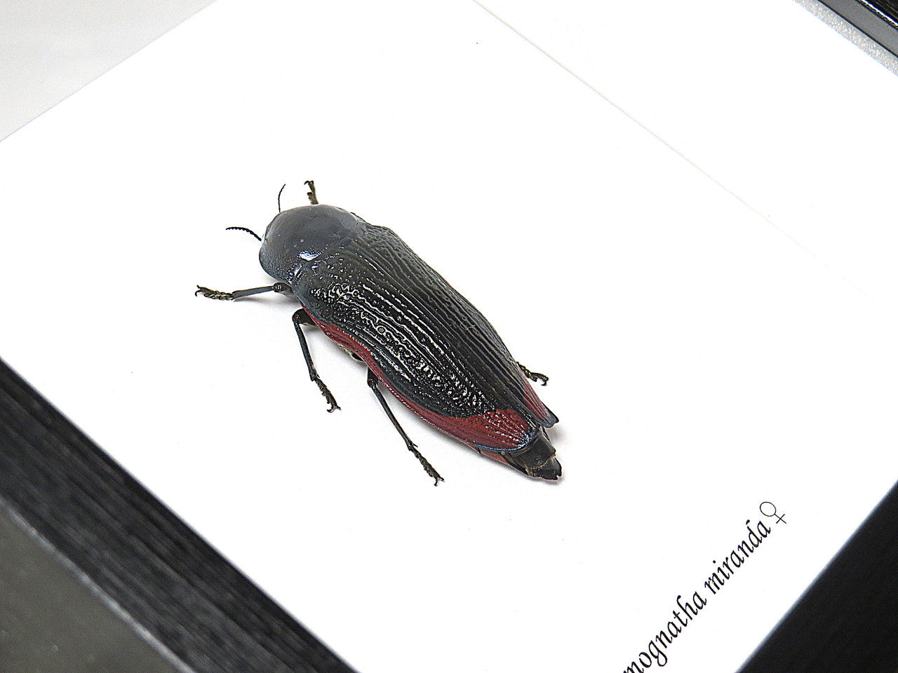 Temognatha miranda