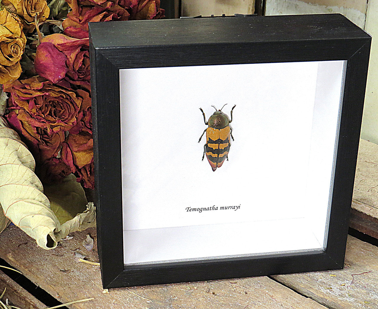 Temognatha murrayi
