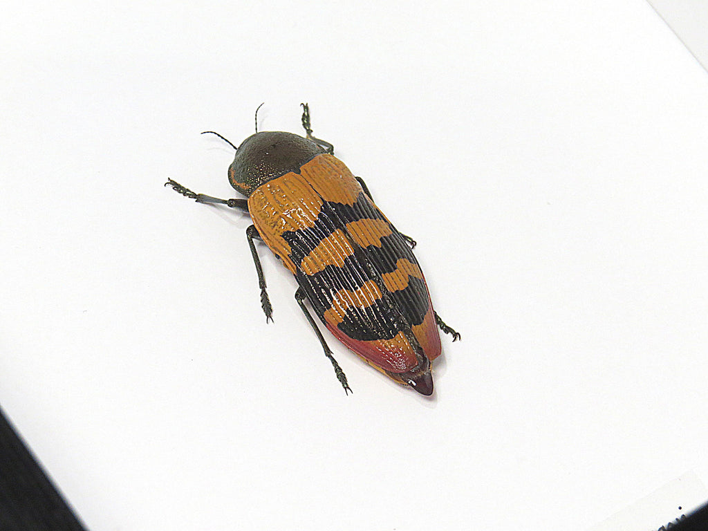 Temognatha murrayi