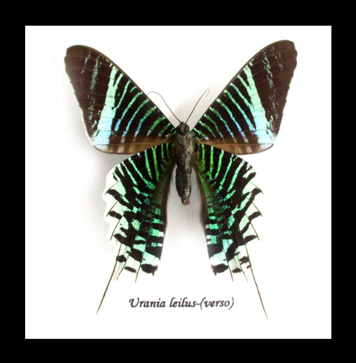 Urania leilus verso Bits&Bugs 