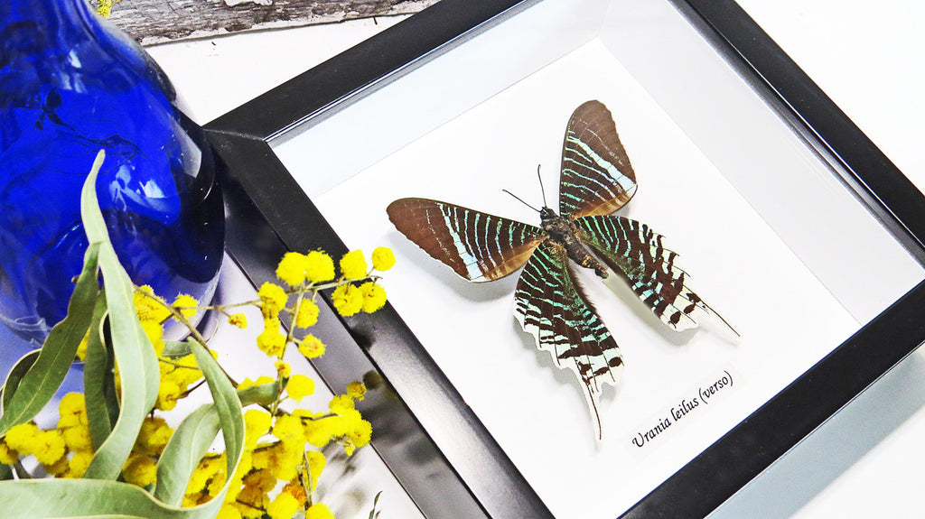 framed butterflies Australia