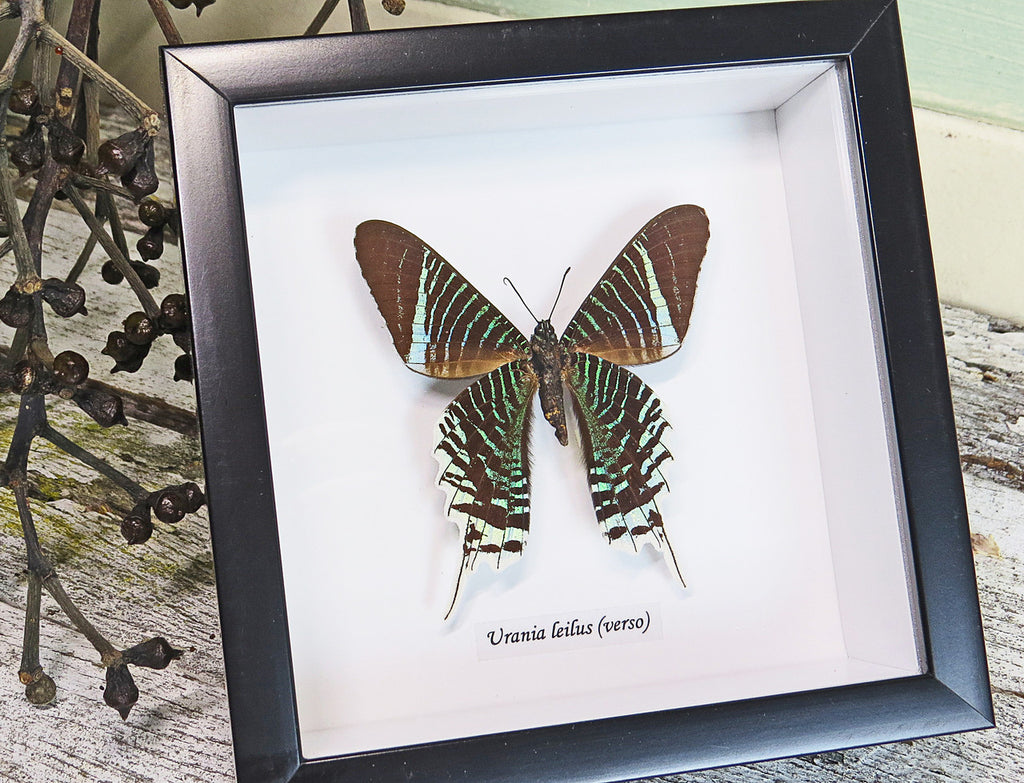 framed butterflies Australia