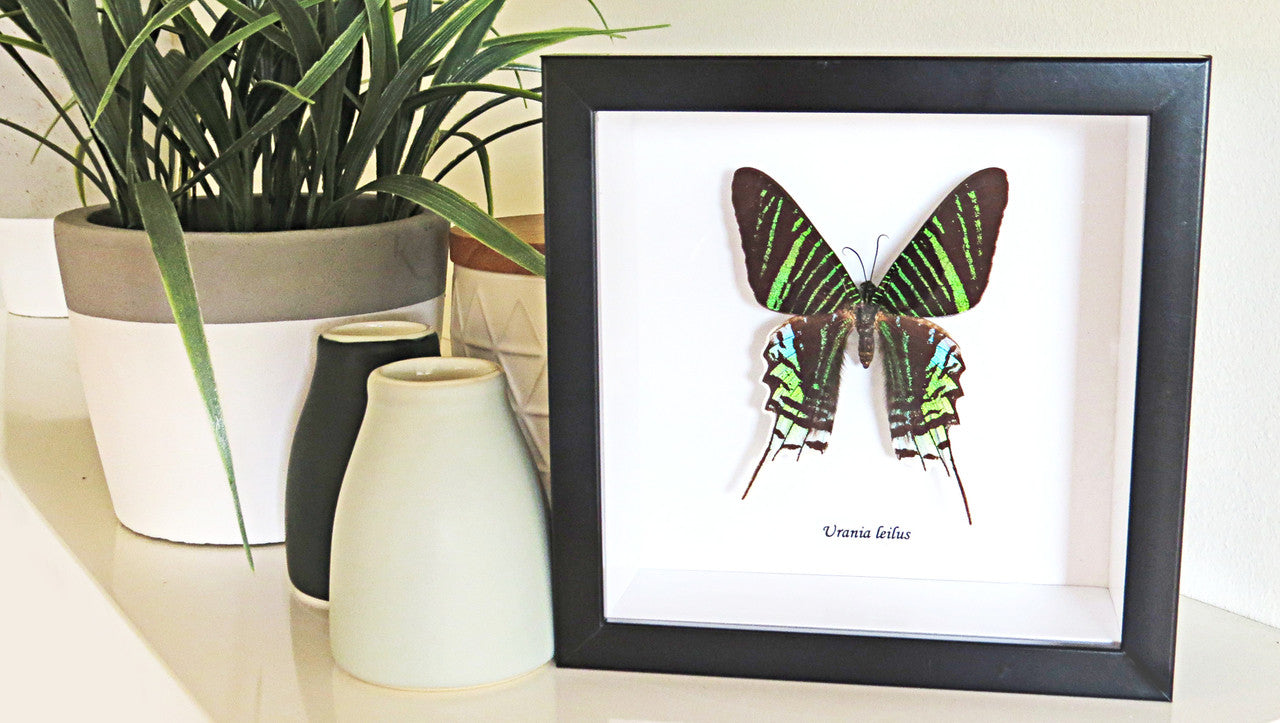 Real moth taxidermy specimen Urania leilus Bits&Bugs 