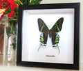 Real moth taxidermy specimen Urania leilus Bits&Bugs 