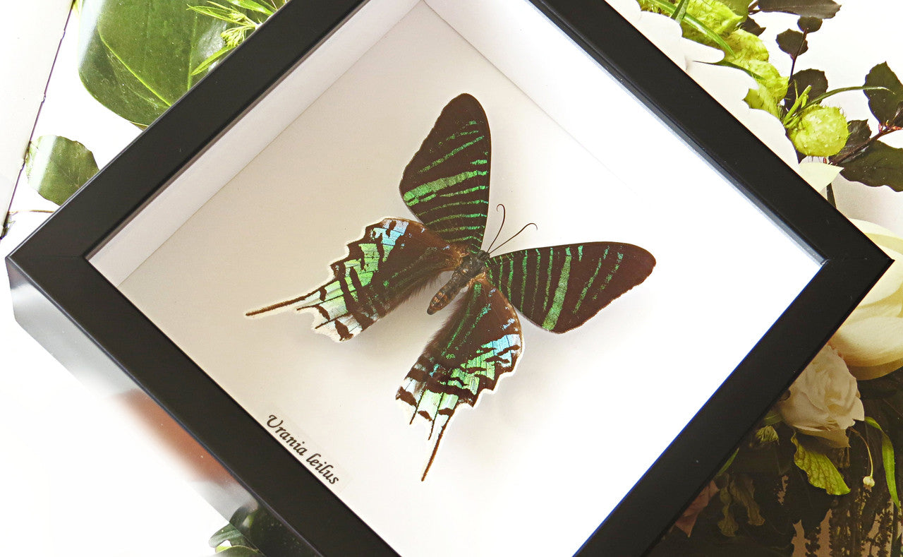 Real moth taxidermy specimen Urania leilus Bits&Bugs 