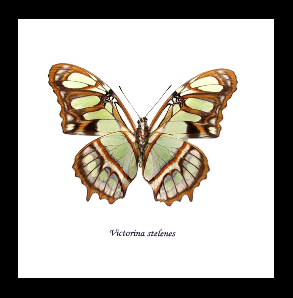 Real butterfly in shadowbox Siproeta stelenes Bits & Bugs 