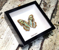 Siproeta stelenes