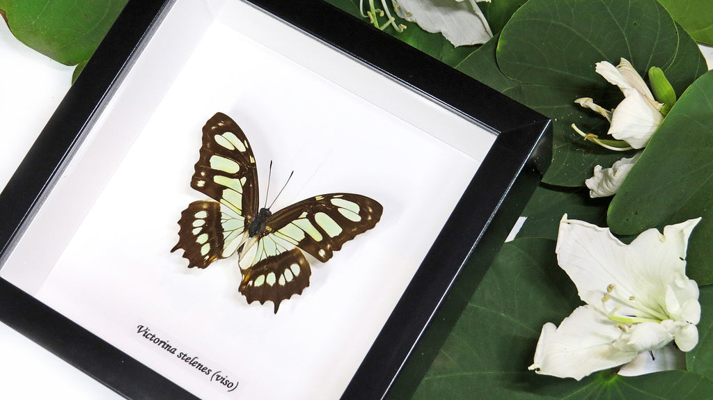 Framed butterfly collection Victorina stelenes Bits&Bugs 