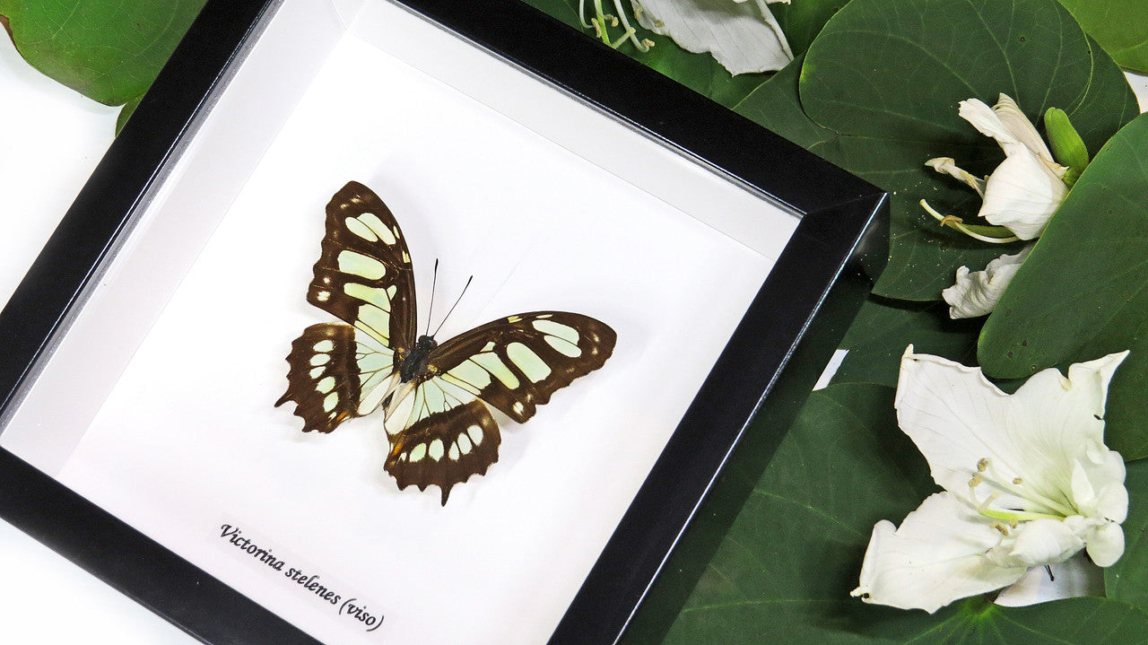 Framed butterfly collection Victorina stelenes Bits&Bugs 