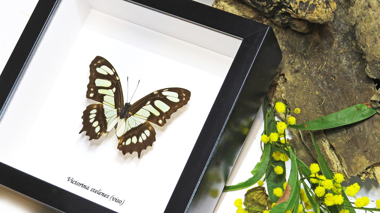 Framed butterfly collection Victorina stelenes Bits&Bugs 