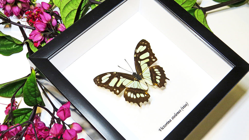 Framed butterfly collection Victorina stelenes Bits&Bugs 