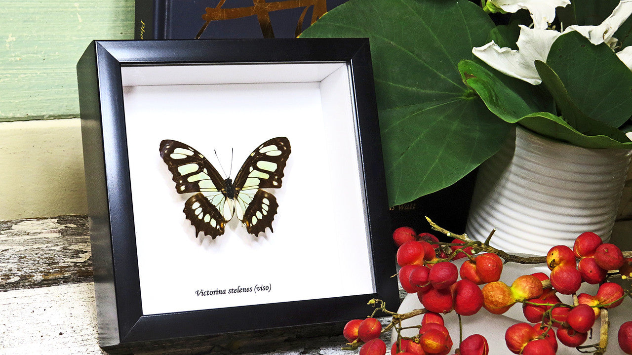 Framed butterfly collection Victorina stelenes Bits&Bugs 
